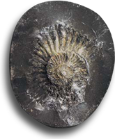 Φωτογραφία ενός απολιθώματος saligram