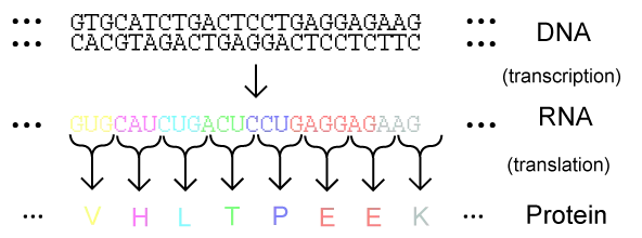 Genetic code, Codons